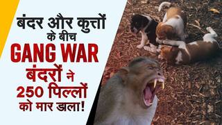 Monkey Vs Dog Viral Video: बंदर और कुत्तों के बीच 'बदलापुर' की कहानी, जानिए पूरी सच्चाई | Must Watch