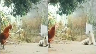 Murga Aur Doggy Ka Video: कुत्ते ने मुर्गे की बांग को हूबहू किया कॉपी, लोग बोले- ये तो जीनियस डॉग है... देखें वीडियो