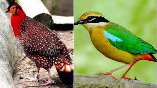 From Indian Pitta to Surkhaab, Rare Migratory Birds Spotted in Lucknow As Winter Peaks