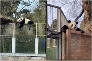 Panda Ka Video: जू से मौका पाकर भागने लगा पांडा, सड़क पर देखने के लिए जुटी भारी भीड़- देखें Video
