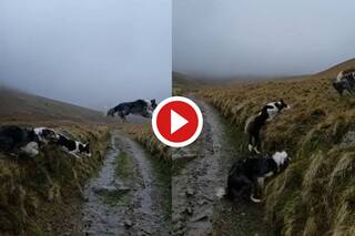 Dogs Ki Race Ka Video: खाई पार करने के लिए तीन कुत्तों ने लगाई रेस, दो गिरे और तीसरा हुआ पार- देखें हैरतअंगेज वीडियो