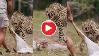 Cheetah Ka Video: चीते के सामने उसका शिकार खींचकर ले जा रहा था शख्स, फिर जो हुआ देख दहशत में आ जाएंगे- देखें वीडियो