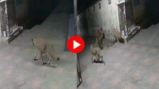 Sher Ka Video: सड़क पर दो शेरों ने मिलकर घेर लिया बैल को, फिर जो हुआ यकीन ना करेंगे...देखें वीडियो