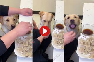 Doggy Ka Video: चटनी के साथ मोमो खाने की जिद पर अड़ गया कुत्ता, नहीं दिया तो किया ऐसा- देखें वीडियो