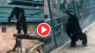 Chimpanzee Ka Video: बाड़े के बाहर लोगों को देख गुस्सा हुआ चिंपैंजी, झूले से छलांग लगाकर दे दी चेतावनी- देखें वीडियो