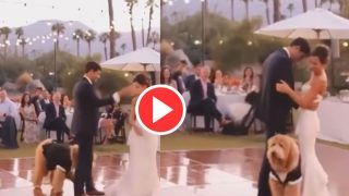 Bride Groom Video: दूल्हा-दुल्हन के रोमांटिक डांस के बीच आ गया कुत्ता, फिर जो हुआ यकीन नहीं होगा- देखें वीडियो