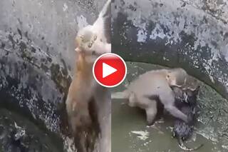 Bandar Aur Billi Ka Video: कुएं में गिरी बिल्ली तो बंदर ने लगा दी छलांग, जान बचाने के तरीके को देख आप भी करेंगे सलाम- देखें वीडियो