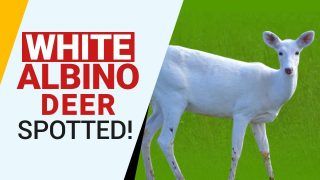 Asaam: White Albino Hog Deer Spotted At Kaziranga National Park, Unbelievable, Rare Spotting  | Viral Video