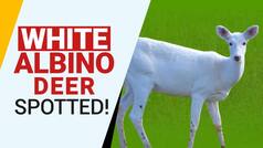 Asaam: White Albino Hog Deer Spotted At Kaziranga National Park, Unbelievable, Rare Spotting  | Viral Video