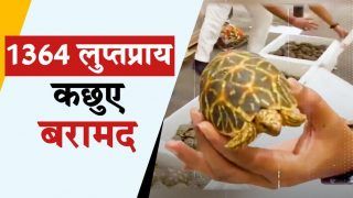 Turtle Viral Video: चेन्नई कस्टम ने जब्त किए 1364 कछुए, एक कछुए की कीमत 50 हज़ार रुपए; Watch Video