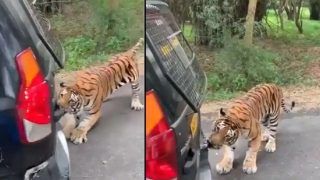 Viral Video: Tiger Pulls Car Full of Tourists With Teeth, Anand Mahindra Shares Clip