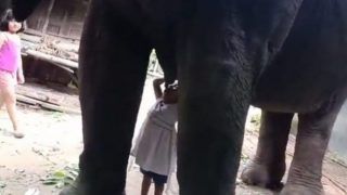 Little Girl Drinks Milk From Elephant in Assam, Internet Loves The Heartwarming Video | Watch