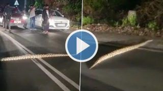 Viral Video: Python Spotted at Kochi's Seaport-Airport Road, Traffic Stopped to Let It Pass | Watch