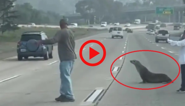 Sea Lion Wanders Onto Busy US Highway, Good Samaritans Stop Traffic to Rescue It | Watch