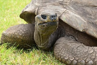 190-Year-Old Jonathan Becomes World's Oldest Tortoise Ever, Earns Guinness World Records Title