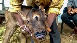 3-Eyed Calf Born in Chhattisgarh's Rajnandgaon, People Worship It As Lord Shiva's Incarnation | See Pics