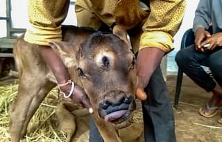 3-Eyed Calf Born in Chhattisgarh, People Worship It As Lord Shiva's Incarnation | See Pics