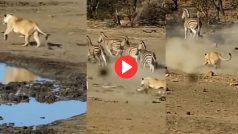 Sherni Aur Zebra Ki Ladai: शेरनी के जबड़े से अपने बच्चे को छीन लाई मां जेब्रा, देखिए हैरान करने वाला ये Video