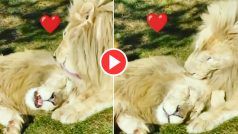 Lions Love Video: जंगल में अचानक एक-दूसरे को स्नेह करने लगे शेर, कैमरे रिकॉर्ड हुआ पूरा वीडियो | देखिए