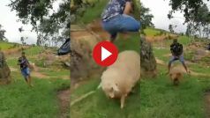 Funny Video Today: भेड़ के साथ मस्ती कर रहा था शख्स, पर जो हो गया पेट पकड़कर हंसेंगे | देखें वीडियो
