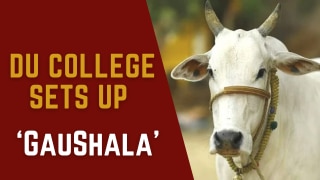Delhi University: Hansraj College Sets up Cow Centre, Will Provide Milk And Curd to Students; Watch Video