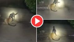 Tiger Aur Dog Ki Fight: रात के अंधेरे में चीते ने कर दिया कुत्ते पर अटैक, फिर जो हुआ यकीन ना करेंगे- देखें वीडियो