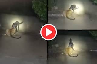 Tiger Aur Dog Ki Fight: रात के अंधेरे में चीते ने कर दिया कुत्ते पर अटैक, फिर जो हुआ यकीन ना करेंगे- देखें वीडियो