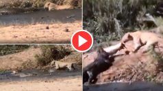 Sherni Ka Video: नदी के पास शिकार के लिए मगरमच्छ से भिड़ गई शेरनी, फिर दिखा हैरतअंगेज नजारा- देखें वीडियो