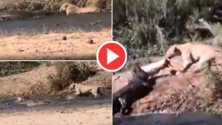 Viral Video: Lioness Fights Over Prey With Crocodile In Water. Watch