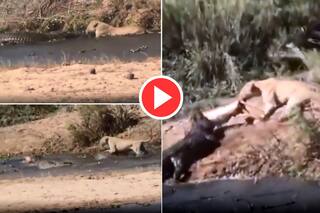Sherni Ka Video: नदी के पास शिकार के लिए मगरमच्छ से भिड़ गई शेरनी, फिर दिखा हैरतअंगेज नजारा- देखें वीडियो