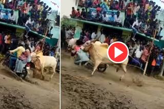 Viral Video: बुल फेस्टिवल के दौरान सांड ने बाइक पर बैठी महिला को मार दी टक्कर, फिर जो हुआ यकीन नहीं होगा- देखें वीडियो