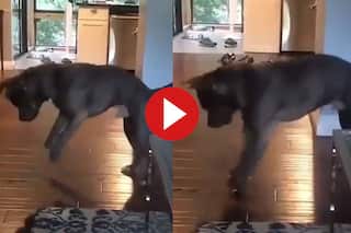 Dog Ka Video: अपनी ही परछाई देख परेशान हुआ कुत्ता, उसके बाद जो किया बस देखते रह जाएंगे- देखें वीडियो