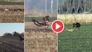 Viral Video: बाज ने खतरनाक तरीके से हिरण पर कर दिया हमला, फिर जो हुआ हिल जाएंगे- देखें वीडियो