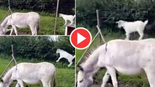 Funny Video: गदहे की पीठ पर छलांग लगाकर चढ़ गई छोटी बकरी, शरारत देख पेट पकड़कर हंसेंगे- देखें वीडियो