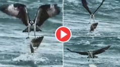 Baaz Ka Video: समुद्र के पानी में घुसकर बाज ने पकड़ ली मछली, फिर दिखा ऐसा नजारा कि यकीन ना करेंगे- देखें वीडियो