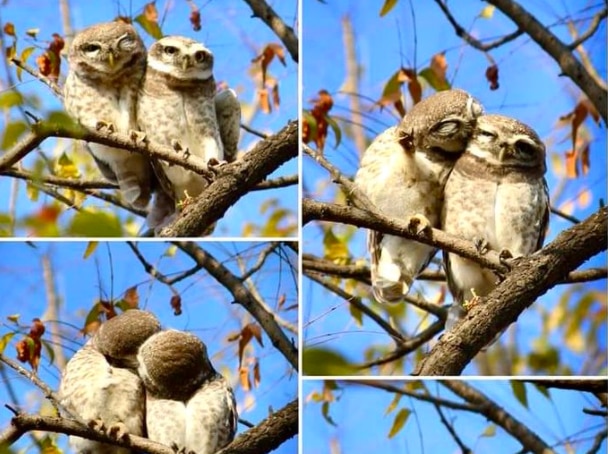 Pics of 2 'Kissing' Owlets Delight The Internet, IFS Officer Calls it 'Pre-Wedding Photoshoot'