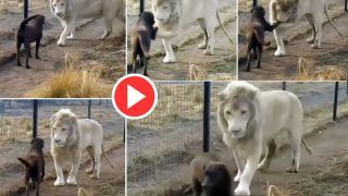 Sher Aur Doggy Ka Video: कुत्ते के सामने अचानक आ पहुंचा खतरनाक शेर, फिर जो हुआ विश्वास नहीं कर पाएंगे- देखें वीडियो