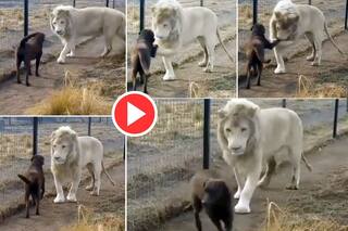 Sher Aur Doggy Ka Video: कुत्ते के सामने अचानक आ पहुंचा खतरनाक शेर, फिर जो हुआ विश्वास नहीं कर पाएंगे- देखें वीडियो