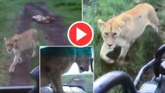 Sherni Ka Video: जंगल की सैर पर निकले लोगों के सामने आ गईं शेरनियां, फिर दिखा हैरान करने वाला नजारा- देखें वीडियो