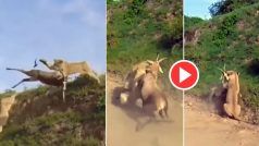 Sherni Ka Video: शेरनियों से बचने के लिए जानवर ने लगा दी टीले से छलांग, फिर दिखा हैरतअंगेज नजारा- देखें वीडियो