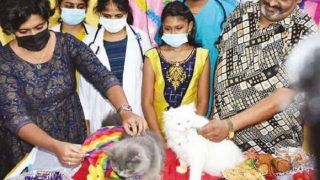 Man Hosts Baby Shower For His Pregnant Persian Cats in Coimbatore