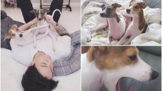 'OMG Jungkook' Trends After BTS Member Shares An Adorable Picture With His 2 Dogs | Check Here