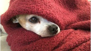 9 Expert Tips to Keep Your Pets Warm This Winter