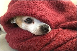 9 Expert Tips to Keep Your Pets Warm This Winter