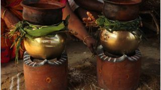 Pongal 2022: Date, History, Significance And Everything You Need to Know