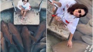 Sunny Leone Plays With Sharks, Poses With Them in Dangerously Stunning Pics From Maldives