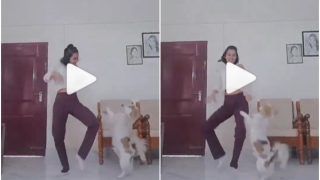 Viral Video: Girl & Her Dog Dance to Nora Fatehi’s Dance Meri Rani, Video is Too Cute to Miss | Watch