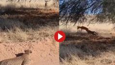 Viral Video: तेंदुए ने घात लगाकर किया हिरण का पीछा, फिर मौका देख किया ऐसा अटैक रूह कांप जाएगी- देखें वीडियो