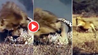 Sher Aur Cheetah Ka Video: जंगल में शेर ने चीते पर कर दिया घातक अटैक, संभलने का मौका तक नहीं दिया- देखें वीडियो