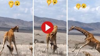 Sher Ka Video: शेर ने खतरनाक अंदाज में कर दिया जिराफ पर हमला, फिर जो जिराफ ने किया वो देखने वाला है- देखें वीडियो